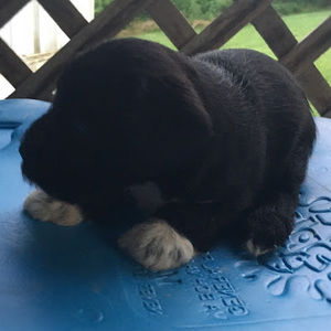 Meet your Posher, Isabella